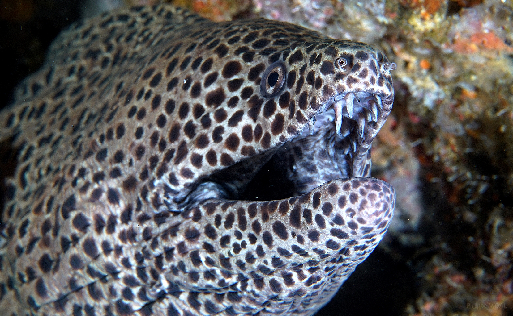 Banda Sea 2018 - DSC05938_rc - Blackspotted moray - Murene leopard - Gymnothorax favagineus.jpg